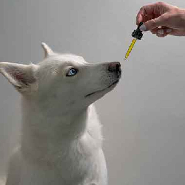 Trattamenti per animali
