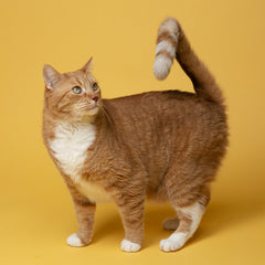 Collection image for: Tutto Gatto