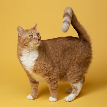 Tutto Gatto