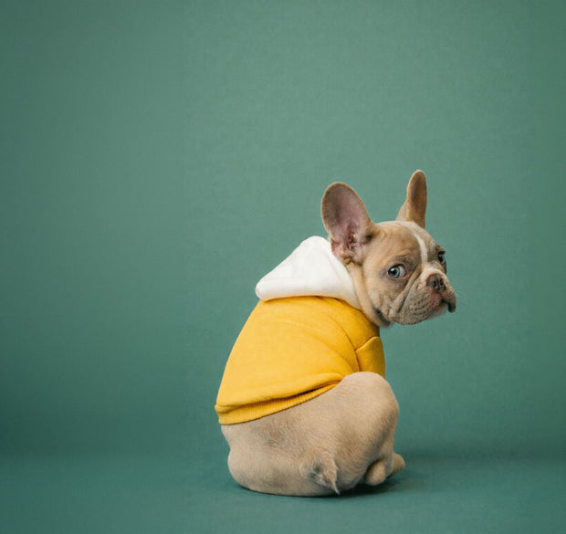 <h4>Divisione veterinaria</h4><h2>La cura e il benessere degli animali sono la nostra vocazione<br/></h2>
