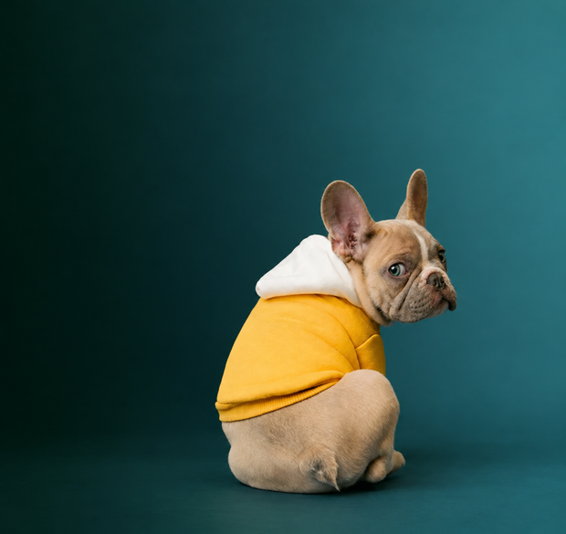 Bulldog francese con felpa gialla su fondo tiffany